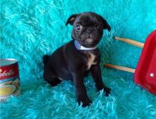 Puppies for sale pug - Finland, Turks