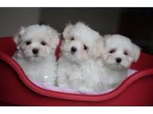 Puppies for sale maltese - Czech Republic, Prague