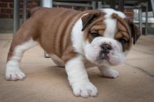 Puppies for sale , bulldog - Greece, Athens