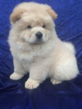 Puppies for sale chow chow - Canada, British Columbia, Vancouver