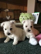 Puppies for sale west highland white terrier - Netherlands, Voorburg