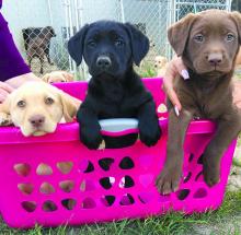 Puppies for sale labrador - Malta, Valletta. Price 200 €