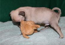 Puppies for sale pug - United Kingdom, Derby