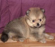 Puppies for sale pomeranian spitz - Canada, Nunavut