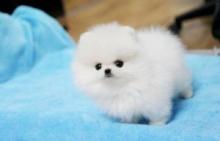 Puppies for sale pomeranian spitz - United Kingdom, Newcastle