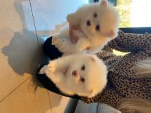 Puppies for sale pomeranian spitz - Estonia, Kohtla-Jarve