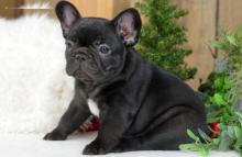 Puppies for sale french bulldog - Italy, Ancona