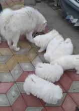 Puppies for sale samoyed dog (samoyed) - Estonia, Sillamyae