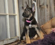 Puppies for sale german shepherd dog - United Kingdom, Lancashire