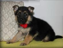 Puppies for sale german shepherd dog - Greece, Athens