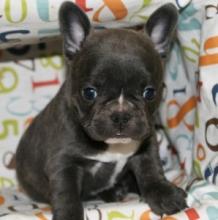 Puppies for sale french bulldog - Sweden, Vesteros