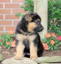 Puppies for sale german shepherd dog - Greece, Thessaloniki