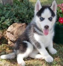 Puppies for sale , husky siberian - Slovakia, Jihlava