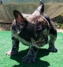 Puppies for sale french bulldog - Greece, Heraklion