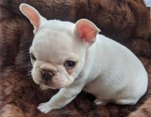 Puppies for sale french bulldog - Poland, Bialystok