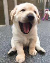 Puppies for sale labrador - United Kingdom, Lancaster