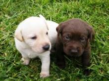 Puppies for sale labrador - United Kingdom, Kilmarnock