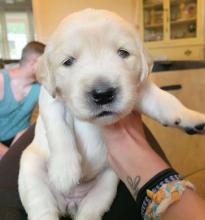 Puppies for sale labrador - United Kingdom, Norfolk Island