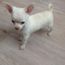 Продам щенка chihuahua - Belgium, Charleroi