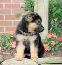 Puppies for sale german shepherd dog - Sweden, Esbjerg