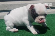 Puppies for sale french bulldog - United Kingdom, Manchester