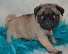 Puppies for sale pug - Cyprus, Larnaca