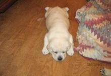 Puppies for sale labrador - United Kingdom, Birmingham