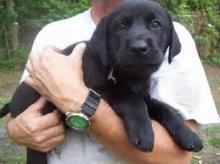 Puppies for sale labrador - Sweden, Norcheping