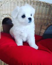 Puppies for sale maltese - Germany, Wiesbaden