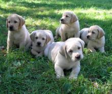 Puppies for sale labrador - Sweden, Stockholm