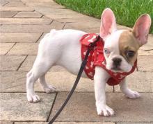 Puppies for sale french bulldog - Greece, Thessaloniki
