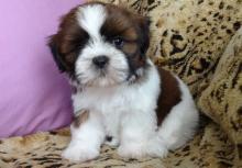 Puppies for sale shih tzu - Cyprus, Limassol