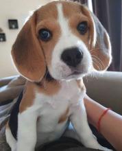 Puppies for sale beagle - Germany, Wiesbaden
