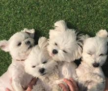 Puppies for sale maltese - Sweden, Norcheping