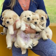 Puppies for sale golden retriever - Greece, Patra