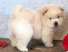 Puppies for sale chow chow - United Kingdom, Maine