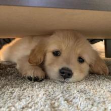 Puppies for sale golden retriever - United Kingdom, Rugby