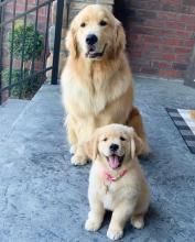 Puppies for sale golden retriever - United Kingdom, Colchester