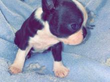 Puppies for sale boston terrier - Greece, Athens. Price 10 €