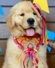 Puppies for sale golden retriever - United Kingdom, Yorkshire