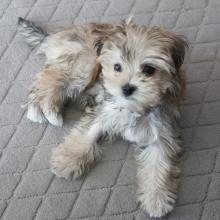 Puppies for sale , yorkie - Italy, Bari