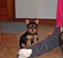 Puppies for sale yorkshire terrier - USA, California, San Diego