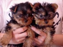 Puppies for sale yorkshire terrier - USA, 