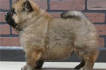 Puppies for sale chow chow - United Kingdom, Chester