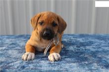 Puppies for sale rhodesian ridgeback - Cyprus, Limassol