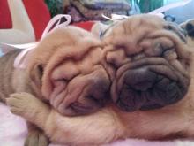 Puppies for sale shar pei - Luxembourg, Luxembourg