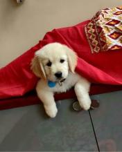 Puppies for sale golden retriever - United Kingdom, Portsmouth