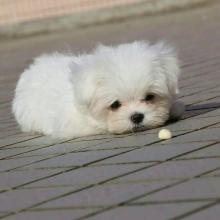 Puppies for sale maltese - Sweden, Lulea