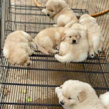 Puppies for sale golden retriever - Sweden, Lidkoping