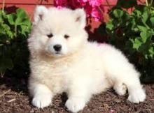 Puppies for sale samoyed dog (samoyed) - Cyprus, Ayia Napa